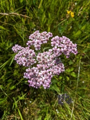 Achillea roseo-alba
