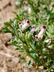 Fumaria vaillantii
