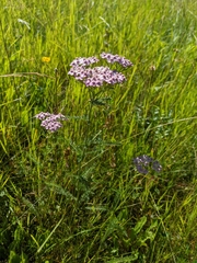 Achillea roseo-alba