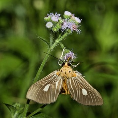 Asota plaginota