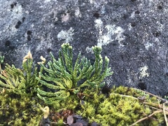 Diphasiastrum alpinum