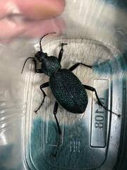 Carabus scabrosus tauricus