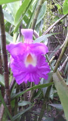 Sobralia macrantha