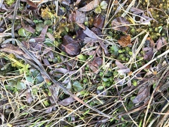Sibbaldia procumbens