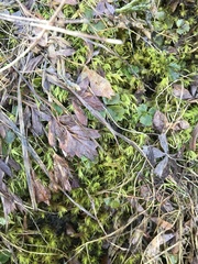 Sibbaldia procumbens