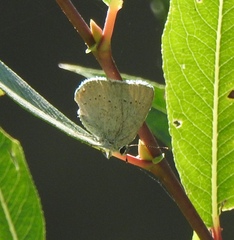 Satyrium sylvinus dryope