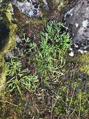 Diphasiastrum alpinum