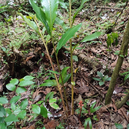 Image of Renealmia alpinia by no rights reserved
