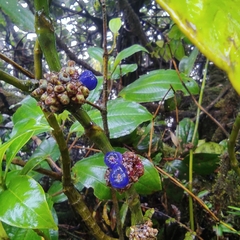 Palicourea axillaris