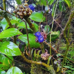 Palicourea axillaris