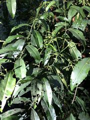Ardisia virens