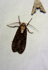 Eucereon myrtusa