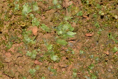 Marchantia emarginata