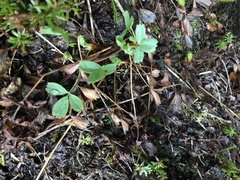Sibbaldia procumbens