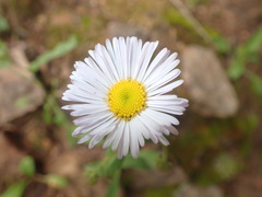 Erigeron eximius