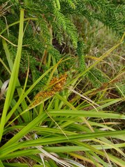 Carex wahuensis