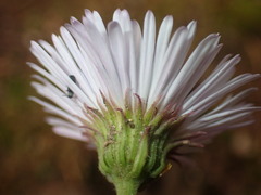 Erigeron eximius