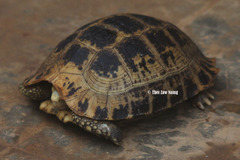 Indotestudo elongata