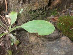 Erigeron eximius