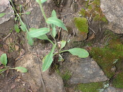 Erigeron eximius