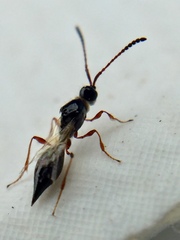 Diapria
