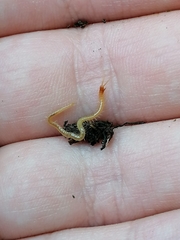 Geophilus flavus