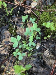 Sibbaldia procumbens