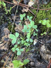 Sibbaldia procumbens