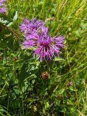 Centaurea nervosa