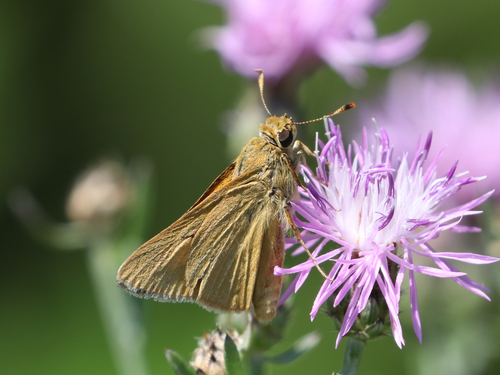 Rare Skipper photo 5