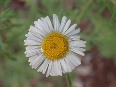 Erigeron neomexicanus