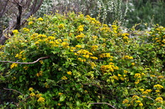 Delairea odorata