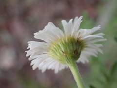 Erigeron neomexicanus