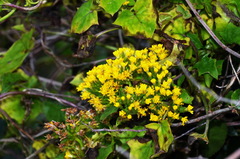 Delairea odorata