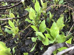 Solidago macrophylla