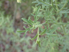 Erigeron neomexicanus