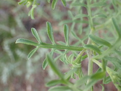 Erigeron neomexicanus