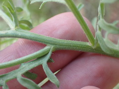 Erigeron neomexicanus