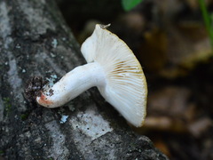 Russula insignis