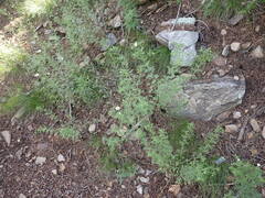 Erigeron neomexicanus