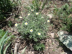 Erigeron oreophilus