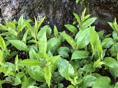 Solidago macrophylla