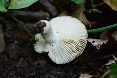 Russula insignis