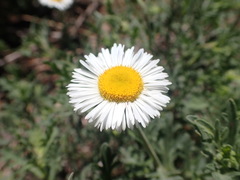 Erigeron oreophilus