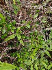 Alyxia stellata