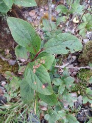 Vaccinium calycinum