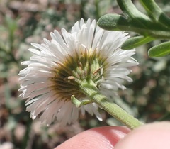Erigeron oreophilus