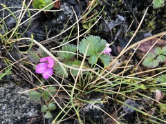 Rubus arcticus
