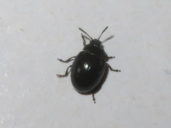 Phaedon armoraciae