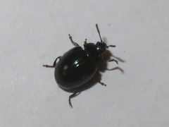 Phaedon armoraciae